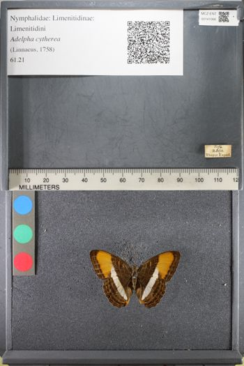 Media type: image;   Entomology 141066